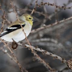 Pinard, France - L\'oiseau