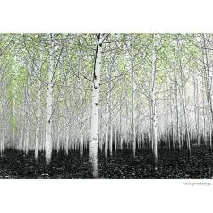 St-Arnaud.Lorraine - Vert printemps