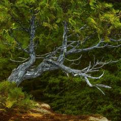 Thibault.Jacques - Bonsai