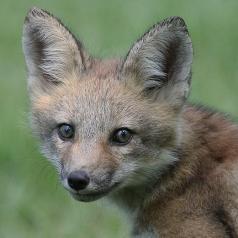 Jean François Desputeaux