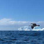 Coup d\'aile tranchant