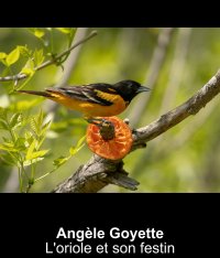 L'oriole et son festin