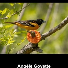 L'oriole et son festin