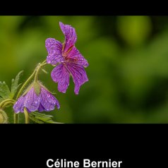 S'épanouir Sous la pluie
