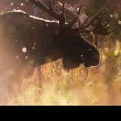 Jérémie LeBlond-Fontaine Photographe