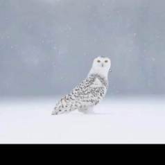 Jérémie LeBlond-Fontaine Photographe