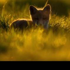 Jérémie LeBlond-Fontaine Photographe