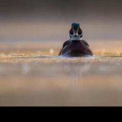 Jérémie LeBlond-Fontaine Photographe