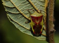 Cuirasse - Animalier - Jacques - Thibault