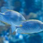 Jmen-fish - Animalier - Steve - Hart