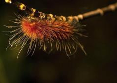 SPPQ 2014 - Animaux 5 - Jacques Thibault