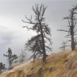 SPPQ 2015 - Nature 1 - Lucie Trépanier