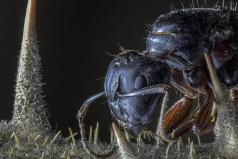 SPPQ -2016 -Jacques Thibault - 1er prix annimal et 1er pirx toute catégorie