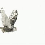 SPPQ - 2016 - Animaux 3 - Lorraine St-Arnaud