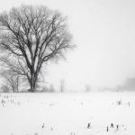 SPPQ 2016 - Nature 3 - Lorraine St-Arnaud