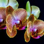Orchidées (Nature)