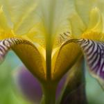 Volupté (Nature)