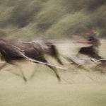 86 - La course folle