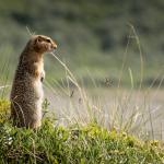 Il est où le bonheur?