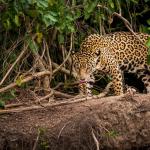 Jaguar sauvage, région du Pantanal, Brésil