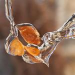 Feuilles de Crystal
