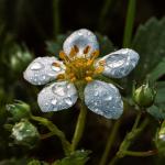 Nature - Rosée matinale - Sylvain Thiffault