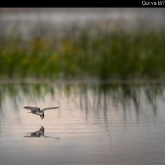 Animalier - Qui va là? - SPPQ-INTER-2023