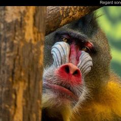 Animalier - Regard songeur - SPPQ-INTER-2023