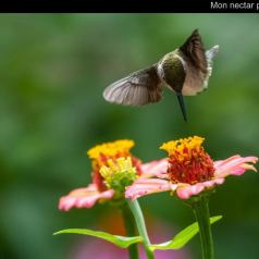 Animalier - Mon nectar préféré - SPPQ-INTER-2023