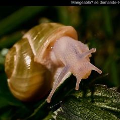 Animalier - Mangeable? se demande-t-il - SPPQ-INTER-2023