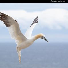 Animalier - Regard maternel - SPPQ-INTER-2023