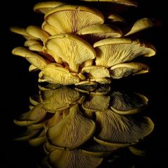 Nature - Coexister - SPPQ-INTER-2023