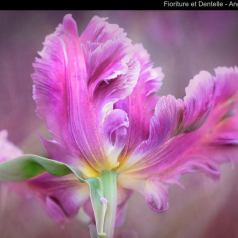 Nature - Fioriture et Dentelle - SPPQ-INTER-2023