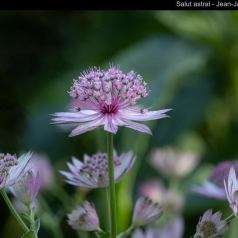 Nature - Salut astral - SPPQ-INTER-2023