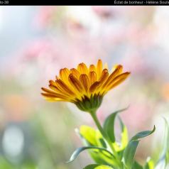 Nature - Éclat de bonheur - SPPQ-INTER-2023