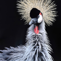 Nouvelle coiffure - Luc Picotte