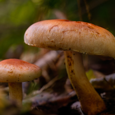 sous feuillage - Jean Claude Cajolet