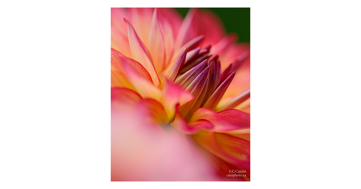 Inscription à l'atelier photo offert à tous les photographes :14 ou 21 août 2025au Domaine Joly-De Lotbinièreavec Jean-Claude Cajolet