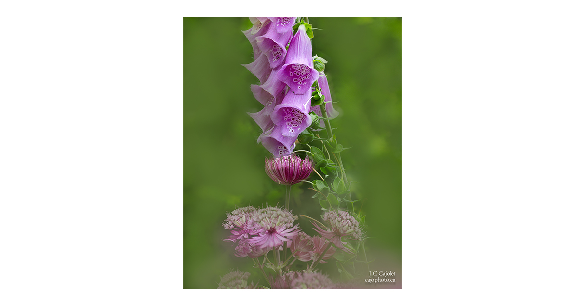 Atelier de macrophotographie le 20 juin 2025au Domaine Joly-De Lotbinièreavec Jean-Claude Cajolet